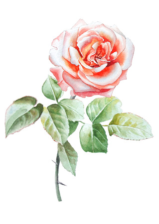 Illustration with realistic rose. Watercolor.  Hand drawn.の写真素材