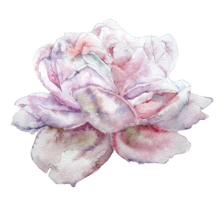 Illustration with rose.  Watercolor. Hand drawn.の写真素材