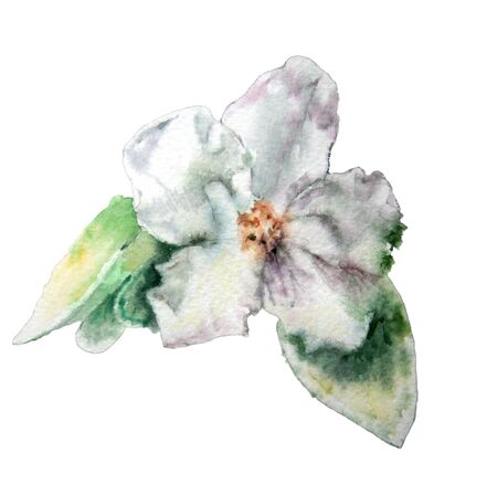 Blossom flower. Watercolor.   Hand drawn.の写真素材