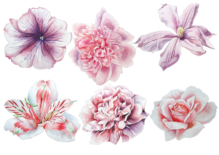 Set with flowers. Rose. Alstroemeria. Pansies. Peony. Clematis. Watercolor illustration.の写真素材