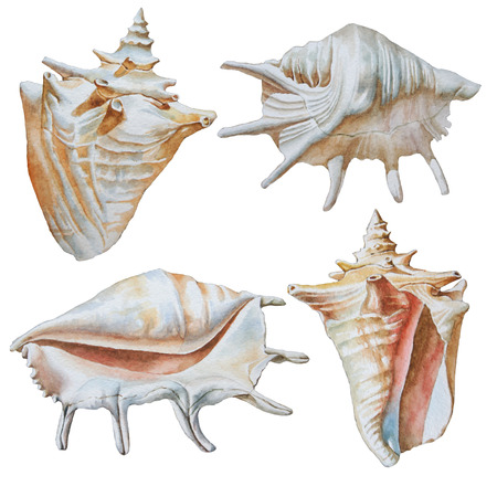 Set with different shells. Watercolor illustrationの写真素材