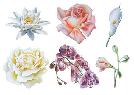 Set with flowers. Rose. Lily. Calla. Orchid. Watercolor illustration.の写真素材