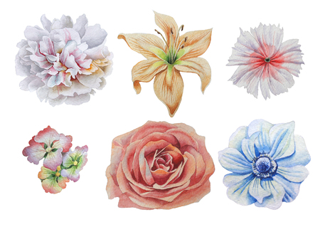 Set with flowers. Rose. Alstroemeria. Peony. Lily. Anemone. Rose. Watercolor illustration. Hand drawn.の写真素材