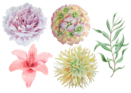 Set with flowers. Rose. Peony. Lily. Watercolor illustration. Hand drawn.の写真素材