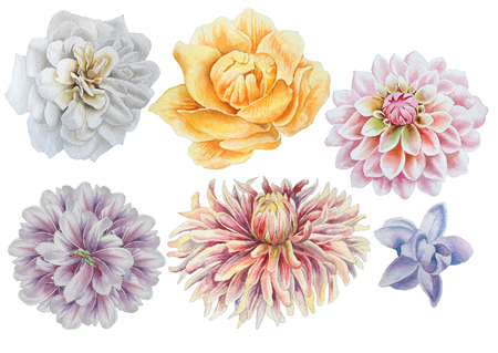 Set with flowers. Rose. Peony. Dahlia. Watercolor illustration. Hand drawn.の写真素材