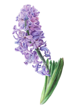 Watercolor flower. Hyacinth. Illustration. Hand drawn.の写真素材
