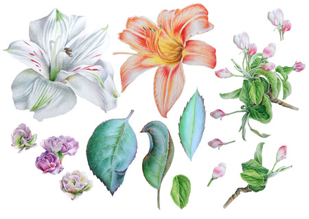 Set with flowers. Lily. Alstroemeria. Blossom. Leaves. Watercolor illustration. Hand drawn.の写真素材