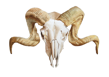 Illustration with goat skull. Watercolor illustration. Hand drawnの写真素材