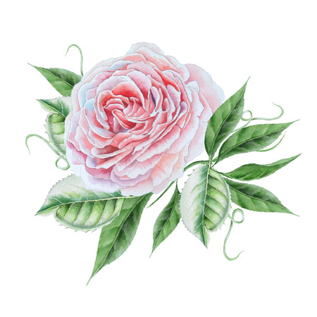 Bright watercolor rose. Illustration. Hand drawn.の写真素材