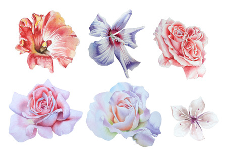Set with bright flowers.  Rose.  Hibiscus. Watercolor illustration. Hand drawn.の写真素材