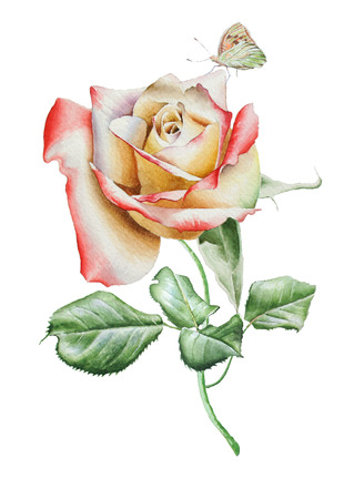 Illustration with watercolor rose. Hand drawn.の写真素材