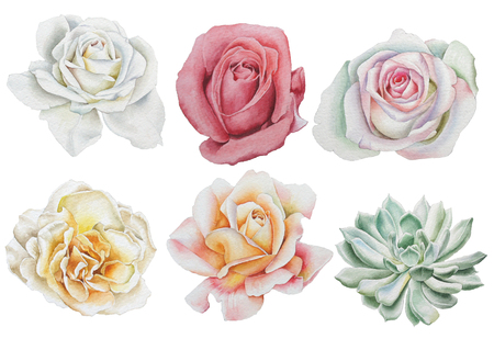 Set with watercolor flowers. Rose. Succulents. Hand drawn.の写真素材