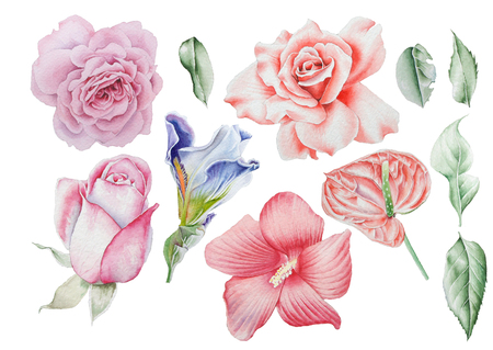 Set with watercolor flowers. Rose. Iris. Hibiscus. Leaves. Hand drawn.の写真素材