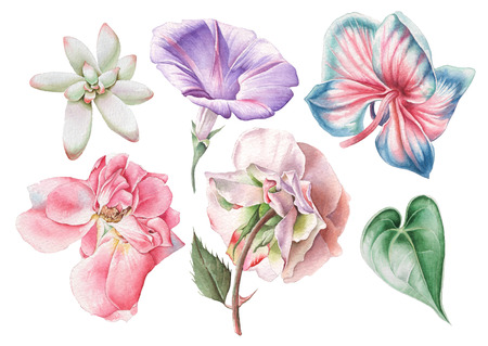 Set with watercolor flowers. Rose. Petunia. Orchid. Succulent. Hand drawn.の写真素材