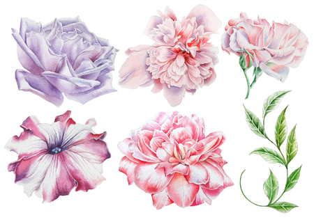 Set with watercolor flowers. Rose. Peony. Petunia. Leaves. Hand drawn.の写真素材