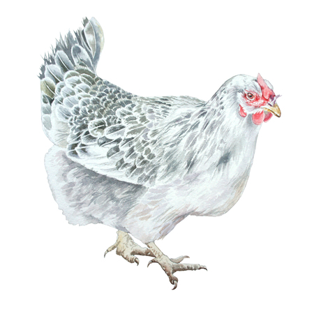 Watercolor illustration with hen.  Hand drawn.の写真素材
