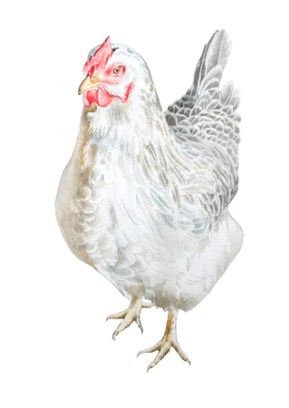 Watercolor illustration with hen.  Hand drawn.の写真素材