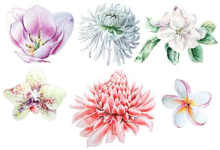 Set with watercolor flowers. Tulip. Chrysanthemum. Orchid Plumeria. Etlingera.  Hand drawn.の写真素材