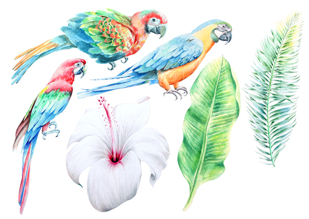Tropical set.  Hibiscus. Parrots. Palm. Watercolor illustration. Hand drawn.の写真素材