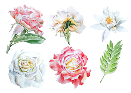 Set with watercolor flowers. Rose. Lily. Hand drawn.の写真素材