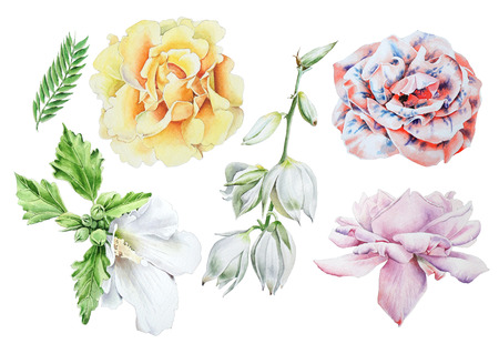 Set with watercolor flowers.  Rose. Mallow. Yucca. Hand drawn.の写真素材