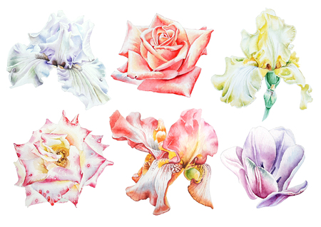Set with watercolor flowers. Iris. Rose.  Tulip.  Hand drawn.の写真素材