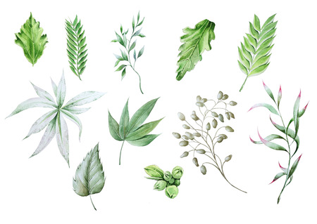 Set with different watercolor leaves. Hand drawn.の写真素材