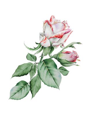 Watercolor bouquet with roses.  Illustration. Hand drawn.の写真素材