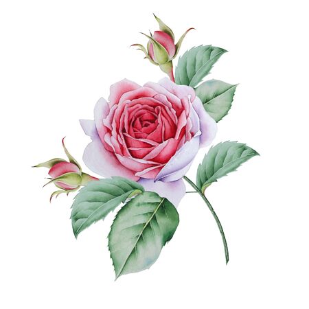 Watercolor bouquet with roses.  Illustration. Hand drawn.の写真素材