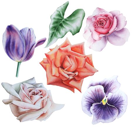 Set with watercolor flowers. Hand drawn.の写真素材
