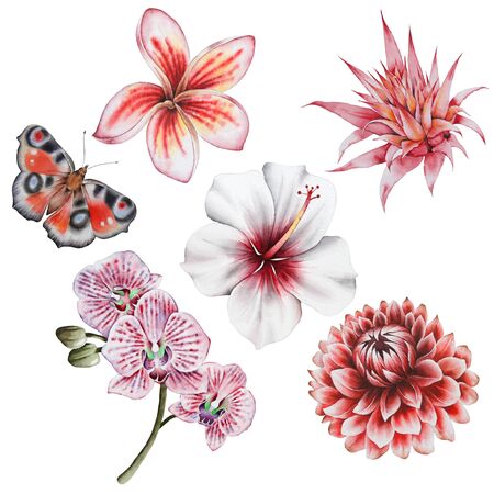 Set with watercolor flowers. Hand drawn.の写真素材