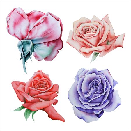 Set with watercolor roses.  Hand drawn.の写真素材