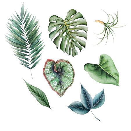 Set with watercolor leaves.  Hand drawn.の写真素材