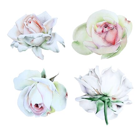 Set with watercolor roses.  Hand drawn.の写真素材