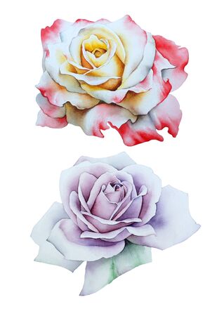 Set with watercolor roses.  Hand drawn.の写真素材