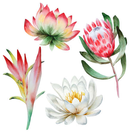Set with tropical watercolor flowers. Hand drawn.の写真素材