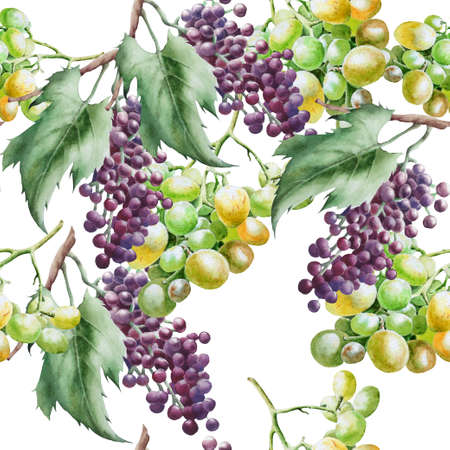 Seamless pattern with grapes. Watercolor illustration. Hand drawn.の写真素材