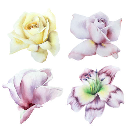 Set with watercolor roses and lily. Hand drawn.の写真素材
