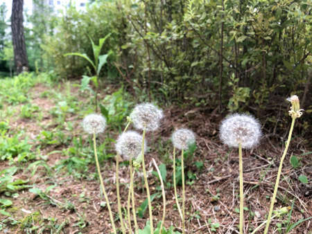 a group of dandelion seeds in the fieldの写真素材