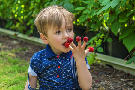 Beautiful boy picking and eating raspberriesの写真素材