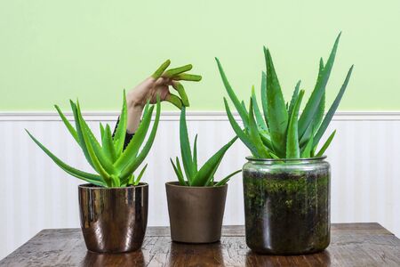 Green fingersの写真素材