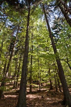 Look up inside forest, back sunlight through the leaves
