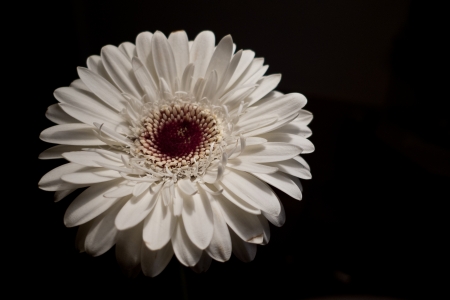 Light yellow gerbera daisy isolated on black backgroundの写真素材