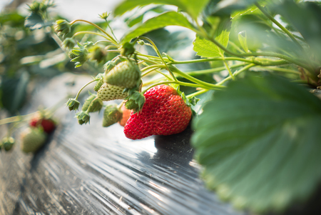Fresh strawberry in the farmの写真素材
