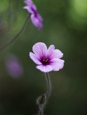 Isolated purple flower in spring. Flower backgroundの写真素材