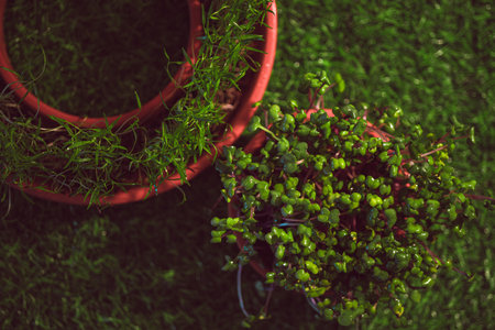 Different types of microgreens close-up top view. Seed sprouts are green. Vitamins. Superfood.の写真素材