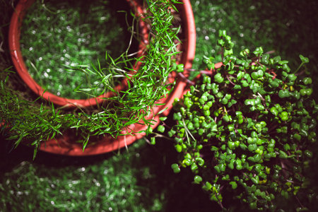 Different types of microgreens close-up top view. Seed sprouts are green. Vitamins. Superfood.の写真素材