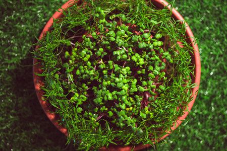Different types of microgreens close-up top view. Seed sprouts are green. Vitamins. Superfood.