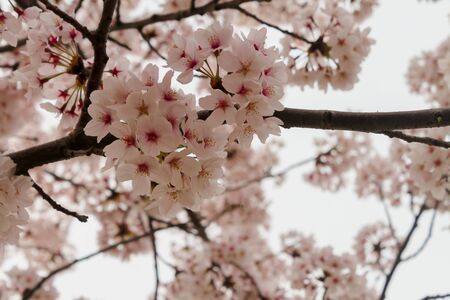 Pink sakura blossom beautiful bloomingの写真素材
