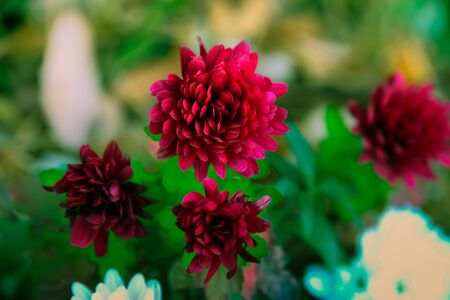 red dahlia four beautiful flowers with a refreshing green color leafの写真素材